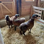 Almresort Baumschlagerberg Vorderstoder