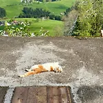 乡村民宿 Almresort Baumschlagerberg *