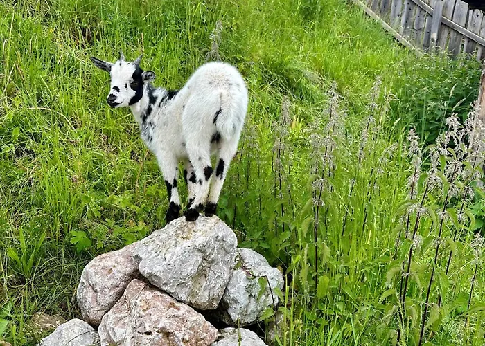 Almresort Baumschlagerberg * Vorderstoder